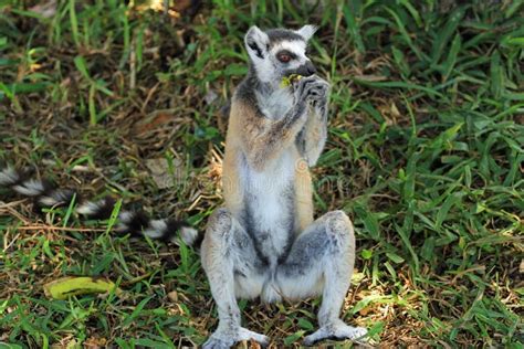 Lemur Eating Banana in Madagascar, Africa Stock Photo - Image of eating, furry: 45466910