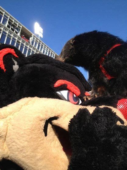 Cincinnati Bearcats: The Bearcat mascot pals around with live mascot ...