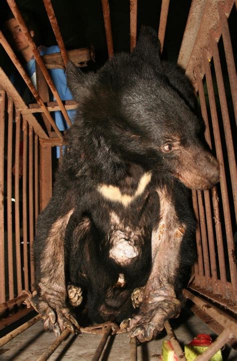 Bear Bile Farming - China - ESDAW