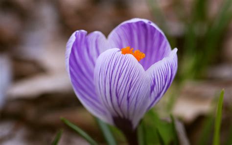 Crocus flower wallpaper | 2880x1800 | #29847