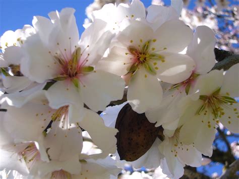 Flowering Almond Tree - one of many in our gardens. | Almond blossom ...