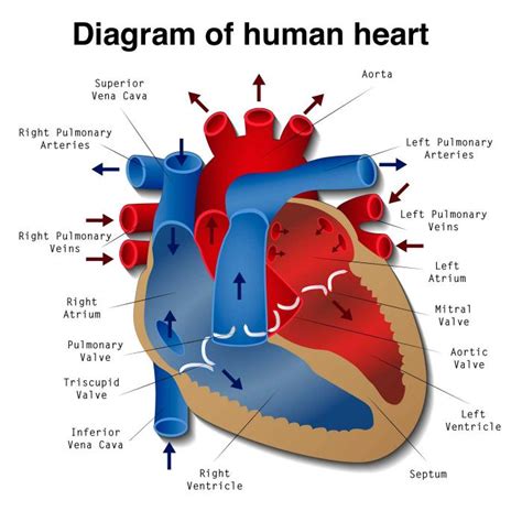 Heart block: Types, causes, symptoms, and risk factors