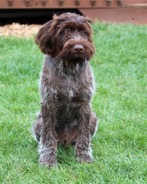 Sitting German Wirehaired Pointer dog photo and wallpaper. Beautiful ...