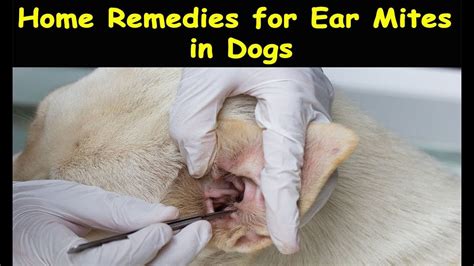 Home Remedies for Ear Mites in Dogs ~ Ear Mites in Dogs Natural ...
