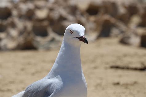 Silver Gull on the Beach Photograph by Michaela Perryman - Pixels