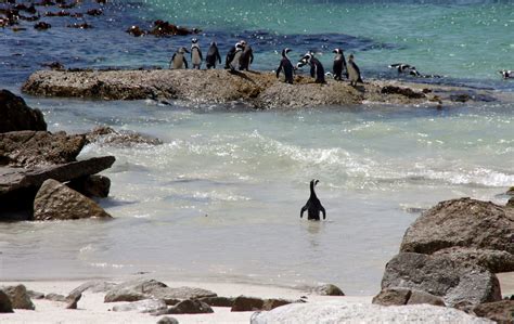 Lonely Penguin Swimming Free Stock Photo - Public Domain Pictures