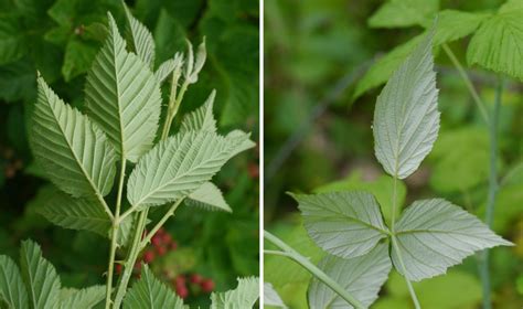 Blackberry? or black raspberry? | Identify that Plant