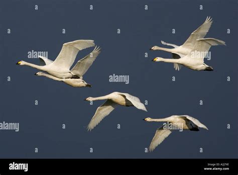 Whooper Swan family in flight Stock Photo - Alamy