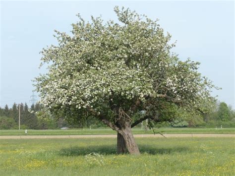 Apple blossom apple tree flower Photos in .jpg format free and easy download unlimit id:226299