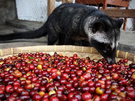 "Cat Poo Coffee" Craze: From Feces to Your Cup - CBS News