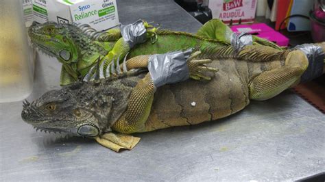 Taste of the Iguana: A Savory Solution to Invasive Reptiles - Key News