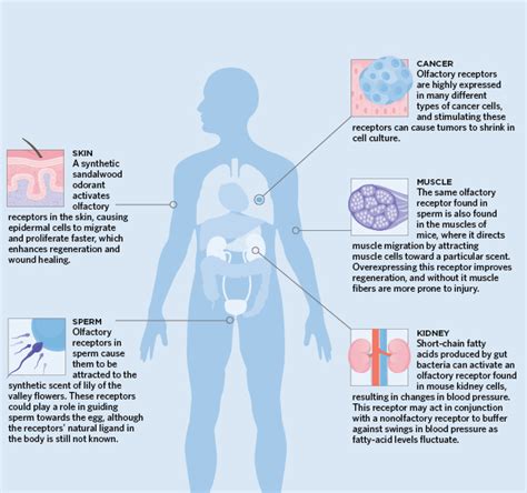 Odor, Taste, and Light Receptors in Unusual Locations | The Scientist Magazine®