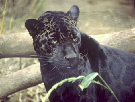 File:Black jaguar.jpg - Wikipedia