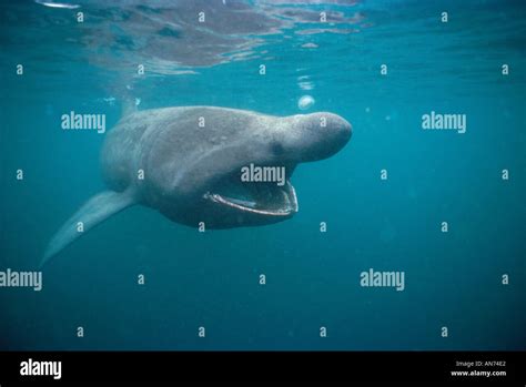 Basking Shark filter feeding on plankton Stock Photo - Alamy