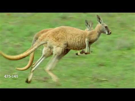 Remade World Animals: Kangaroo Music Video - YouTube