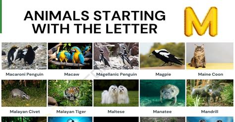 Animals that Start with M: Names of 43 Animals Starting with M Animals ...