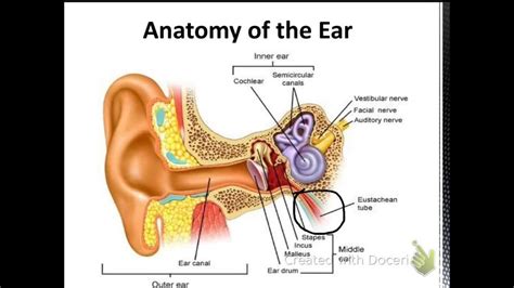 Chapter 11 Diseases of the Ear and Mastoid Process Diagram | Quizlet