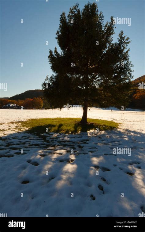 Snowy landscape with a Christmas Tree Stock Photo - Alamy