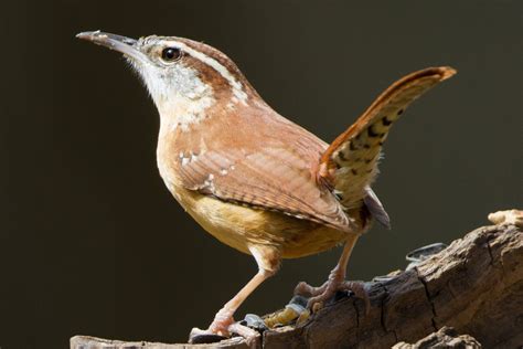 Discover the Carolina wren: appearance, foods, habitat, behavior and more, plus conservation ...