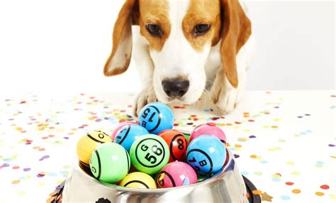 Doggy Bingo: A Dog-Friendly Bingo Night Is Coming To London