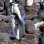 Chinstrap Penguins in Half Moon Island, Antarctica (Google Maps)