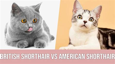 British Shorthair vs American Shorthair - YouTube