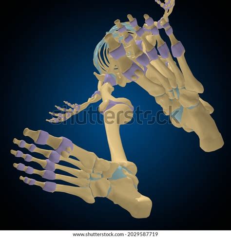 Articular Capsule Anatomy Medical Concept 3d Stock Illustration 2029587719