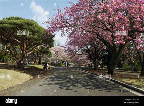 Shinjuku Gyoen National Garden, Cherry blossom trees in Shinjuku Park Stock Photo - Alamy