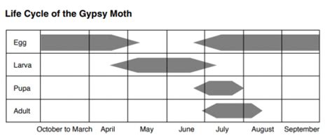 Spongy (Gypsy) Moths and Caterpillars on Trees | University of Maryland ...