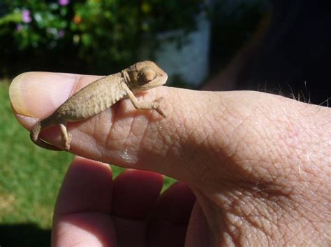 10 Types of Chameleons That Make Great Pets (With Pictures) | Pet Keen