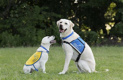 Canine Companions: A Service Dog Training Center - The Savvy Sitter