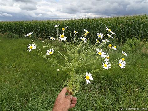 Anthemis cotula (Dog Fennel): Minnesota Wildflowers