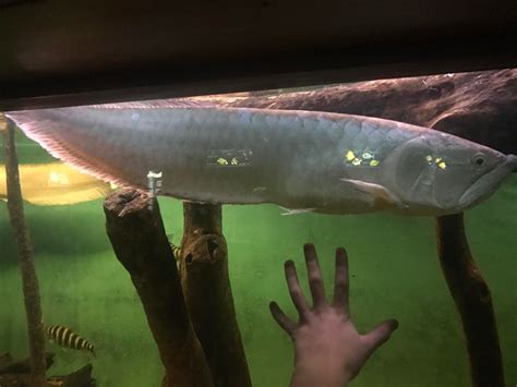 Saw this giant arowana at the Oklahoma City zoo today! : Aquariums