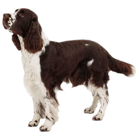 English Springer Spaniel: Lifespan, Grooming, Training | Petplan