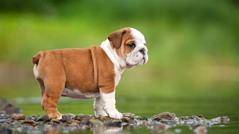 Adorable: English Bulldog puppy conquers the stairs - ABC7 San Francisco