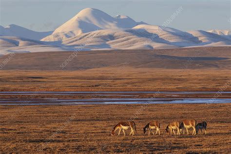 Kiang herd grazing on steppe in evening light - Stock Image - C052/1551 - Science Photo Library