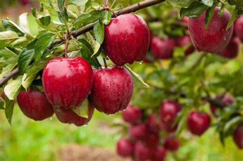 8 Choices for the Best Fungicide for Apple Trees - Minneopa Orchards