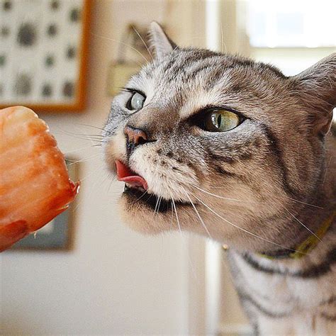 Can Cats Eat Salmon