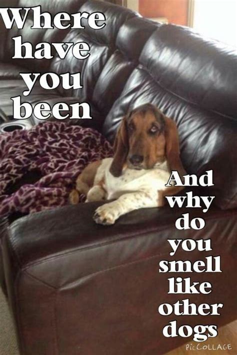 12 Best Basset Hound Memes of All Time