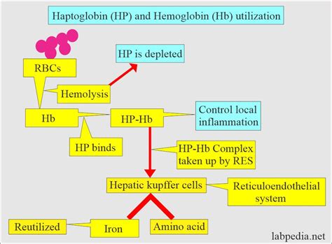 Haptoglobin, Acute Phase Protein - Labpedia.net