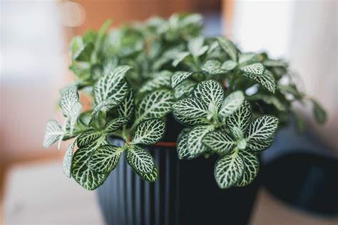 Fittonia Plant Care - How to Grow & Maintain Nerve Plants | Apartment Therapy