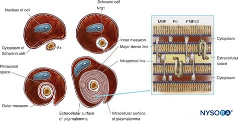 Histology of the Peripheral Nerves and Light Microscopy - NYSORA | NYSORA