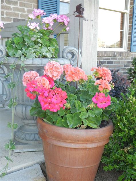 Our French Inspired Home: French Style Landscaping: Plantings at our current home.