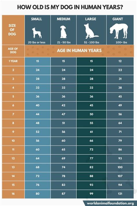 Dog Age Calculator: How Old Is My Dog In Human Years?