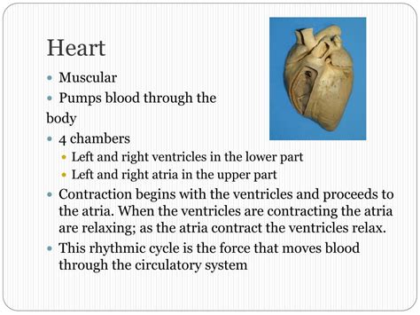 PPT - Animal Life Systems PowerPoint Presentation, free download - ID:1385205