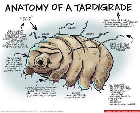 Anatomy of a Tardigrade