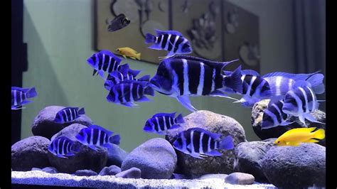 5 Beautiful Frontosa Cichlids Tank | Amazing Frontosa Aquarium at Home ...