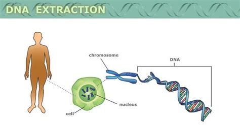 DNA Extraction | PBS LearningMedia