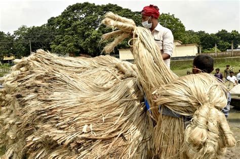 Properties and Uses of Jute Fibre - Textile Engineering