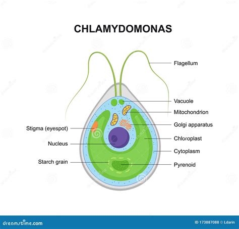 Estrutura Vetorial De Clamydomonas. Ilustração Educativa Ilustração do Vetor - Ilustração de ...